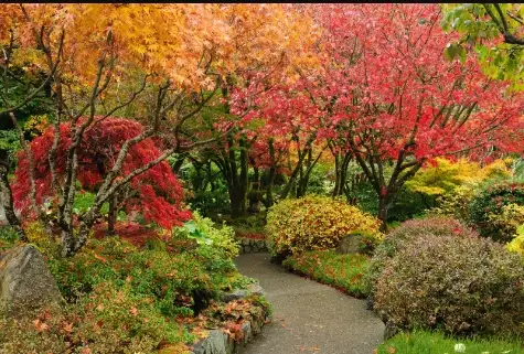 季節ごとの日本庭園デザイン - 異なる季節を表現する植物と木々のある庭園